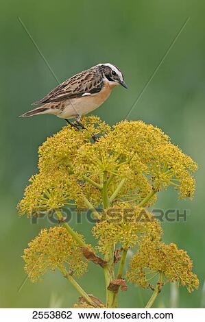 Stock Image - Close-up of Whinchat (Saxicola rubetra) perching on flower . Fotosearch
