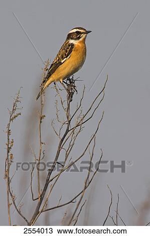 Close-up of Whinchat (Saxicola rubetra) perching on twig View Large Photo Image Stock Image - Close-up of Whinchat (Saxicola rubetra) perching on twig . Fotosearch