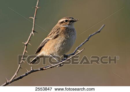 Close-up of Whinchat (Saxicola rubetra) perching on twig View Large Photo Image Stock Photo - Close-up of Whinchat (Saxicola rubetra) perching on twig . Fotosearch