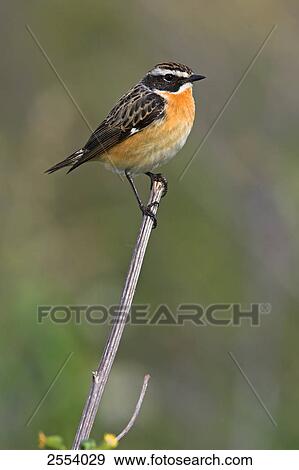 Close-up of Whinchat (Saxicola rubetra) perching on twig View Large Photo Image Stock Photo - Close-up of Whinchat (Saxicola rubetra) perching on twig . Fotosearch