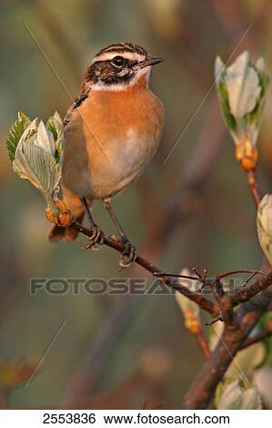 Stock Photograph - Close-up of Whinchat (Saxicola rubetra) perching on branch . Fotosearch