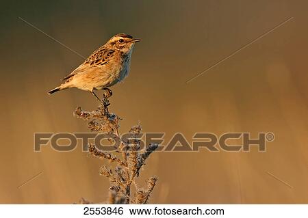 Stock Photograph - Close-up of Whinchat (Saxicola rubetra) perching on twig . Fotosearch