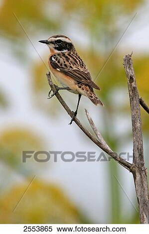 Stock Photography - Close-up of Whinchat (Saxicola rubetra) perching on stem . Fotosearch