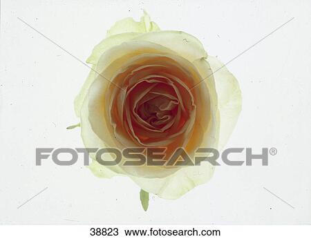 Stock Image - Close-up of white rosebud rose flower . Fotosearch