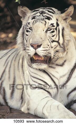 Close-up of White tiger (Panthera tigris) View Large Photo Image Stock Image - Close-up of White tiger (Panthera tigris) . Fotosearch