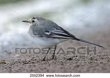 Close-up of White Wagtail (Motacilla alba) on beach View Large Photo Image Picture - Close-up of White Wagtail (Motacilla alba) on beach . Fotosearch