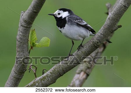 Close-up of White Wagtail (Motacilla alba) perching on branch View Large Photo Image Stock Image - Close-up of White Wagtail (Motacilla alba) perching on branch . Fotosearch