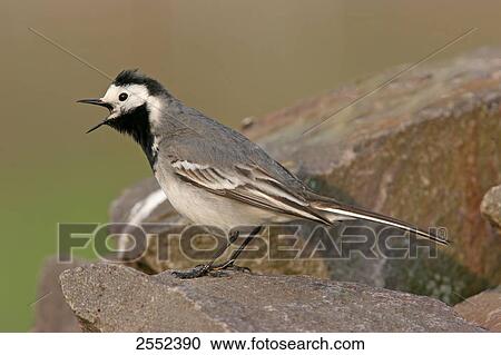 Close-up of White Wagtail (Motacilla alba) on stone View Large Photo Image Stock Image - Close-up of White Wagtail (Motacilla alba) on stone . Fotosearch