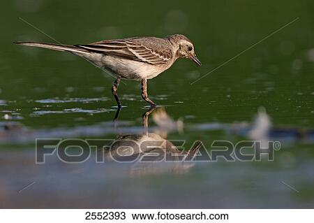 Stock Image - Close-up of White Wagtail (Motacilla alba) foraging in water . Fotosearch