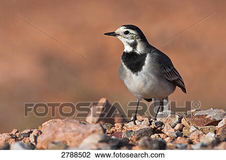 Close-up of White Wagtail (Motacilla alba) on pebbles View Large Photo Image Stock Image - Close-up of White Wagtail (Motacilla alba) on pebbles . Fotosearch