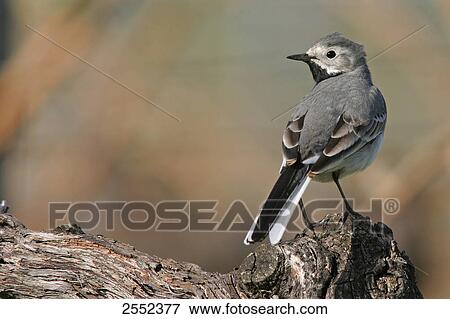 Close-up of White Wagtail (Motacilla alba) perching on branch View Large Photo Image Stock Photo - Close-up of White Wagtail (Motacilla alba) perching on branch . Fotosearch