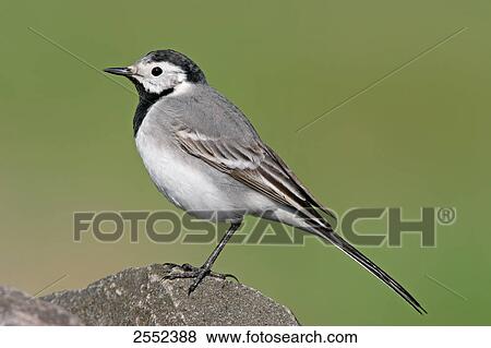 Close-up of White Wagtail (Motacilla alba) on stone View Large Photo Image Stock Photo - Close-up of White Wagtail (Motacilla alba) on stone . Fotosearch
