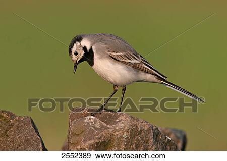 Close-up of White Wagtail (Motacilla alba) on stone View Large Photo Image Stock Photo - Close-up of White Wagtail (Motacilla alba) on stone . Fotosearch