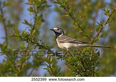 Close-up of White Wagtail (Motacilla alba) perching on branch View Large Photo Image Stock Photo - Close-up of White Wagtail (Motacilla alba) perching on branch . Fotosearch