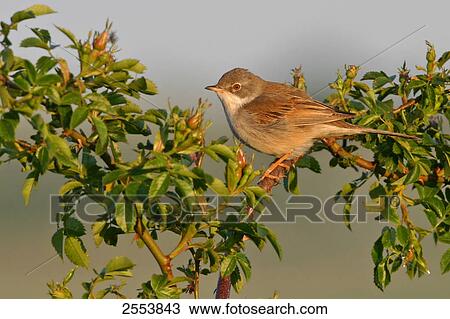 Stock Image - Close-up of Whitethroat (Sylvia Communis) perching on branch . Fotosearch