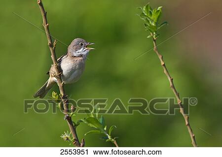 Stock Image - Close-up of Whitethroat (Sylvia communis) perching on branch . Fotosearch