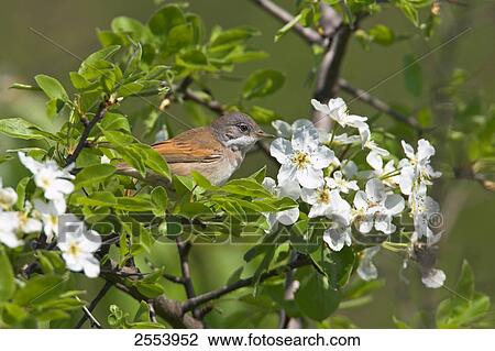 Close-up of Whitethroat (Sylvia communis) perching on branch View Large Photo Image Stock Image - Close-up of Whitethroat (Sylvia communis) perching on branch . Fotosearch