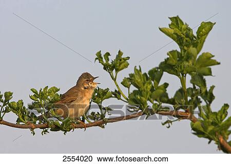 Close-up of Whitethroat (Sylvia Communis) perching on twig View Large Photo Image Stock Image - Close-up of Whitethroat (Sylvia Communis) perching on twig . Fotosearch