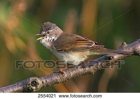 Close-up of Whitethroat (Sylvia Communis) perching on twig View Large Photo Image Stock Image - Close-up of Whitethroat (Sylvia Communis) perching on twig . Fotosearch