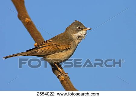 Stock Image - Close-up of Whitethroat (Sylvia Communis) perching on twig . Fotosearch