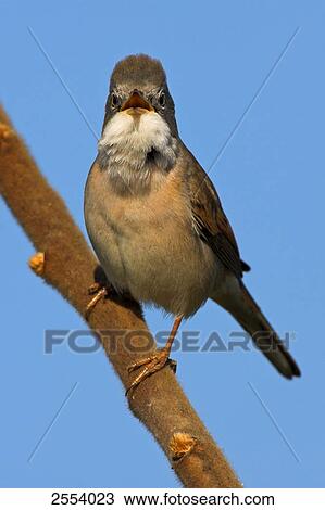 Close-up of Whitethroat (Sylvia Communis) perching on branch View Large Photo Image Stock Image - Close-up of Whitethroat (Sylvia Communis) perching on branch . Fotosearch