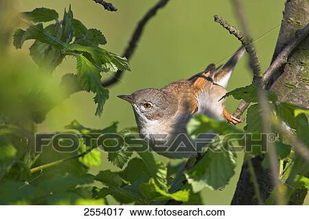 Close-up of Whitethroat (Sylvia Communis) perching on twig View Large Photo Image Stock Photo - Close-up of Whitethroat (Sylvia Communis) perching on twig . Fotosearch