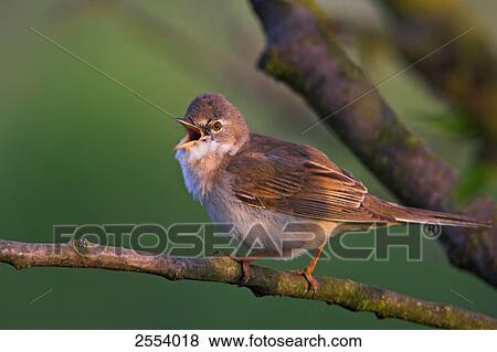 Close-up of Whitethroat (Sylvia Communis) perching on twig View Large Photo Image Stock Photo - Close-up of Whitethroat (Sylvia Communis) perching on twig . Fotosearch