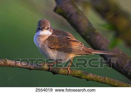 Stock Photo - Close-up of Whitethroat (Sylvia Communis) perching on twig . Fotosearch