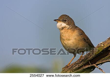 Close-up of Whitethroat (Sylvia Communis) perching on branch  View Large Photo Image Stock Photo - Close-up of Whitethroat (Sylvia Communis) perching on branch . Fotosearch