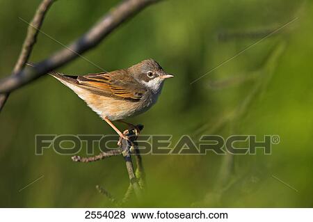 Stock Photo - Close-up of Whitethroat (Sylvia Communis) perching on twig . Fotosearch