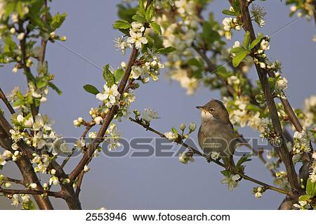 Close-up of Whitethroat (Sylvia Communis) perching on branch View Large Photo Image Stock Photograph - Close-up of Whitethroat (Sylvia Communis) perching on branch . Fotosearch