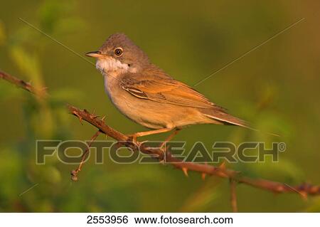 Stock Photograph - Close-up of Whitethroat (Sylvia Communis) perching on branch . Fotosearch