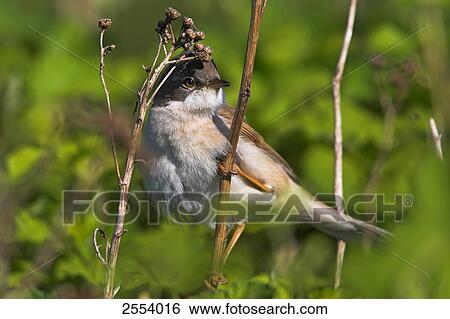 Stock Photograph - Close-up of Whitethroat (Sylvia Communis) perching on twig . Fotosearch