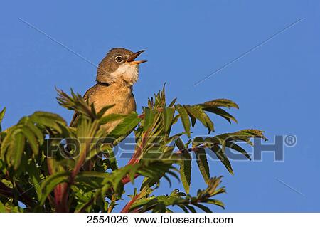 Stock Photograph - Close-up of Whitethroat (Sylvia Communis) perching on branch . Fotosearch