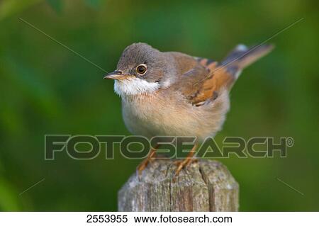 Close-up of Whitethroat (Sylvia Communis) on wooden View Large Photo Image Stock Photography - Close-up of Whitethroat (Sylvia Communis) on wooden . Fotosearch