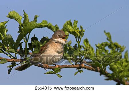 Stock Photography - Close-up of Whitethroat (Sylvia Communis) perching on twig . Fotosearch