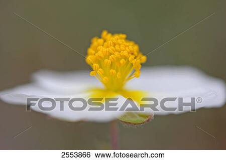 Stock Photograph - Close-up of wood anemone flower . Fotosearch