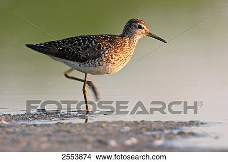 Close-up of Wood Sandpiper (Tringa glareola) walking in water View Large Photo Image Picture - Close-up of Wood Sandpiper (Tringa glareola) walking in water . Fotosearch