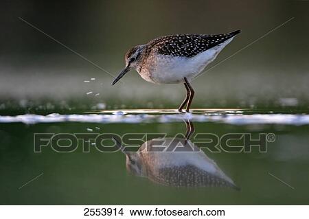 Close-up of Wood Sandpiper (Tringa glareola) foraging in water View Large Photo Image Picture - Close-up of Wood Sandpiper (Tringa glareola) foraging in water . Fotosearch