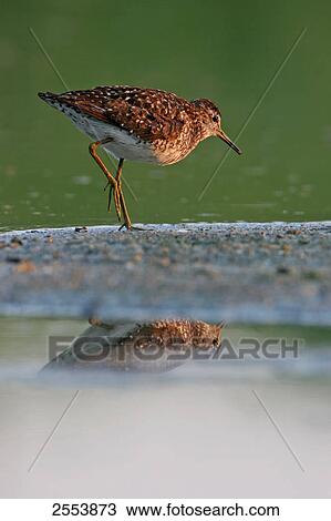 Stock Image - Close-up of Wood Sandpiper (Tringa glareola) walking at shore . Fotosearch