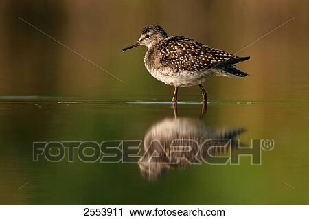Stock Image - Close-up of Wood Sandpiper (Tringa glareola) standing in water . Fotosearch
