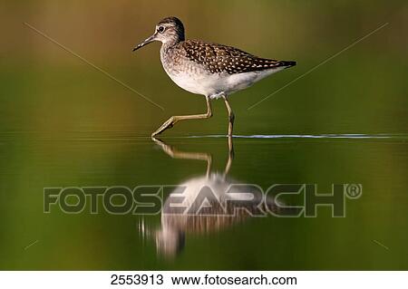 Stock Image - Close-up of Wood Sandpiper (Tringa glareola) walking in water . Fotosearch