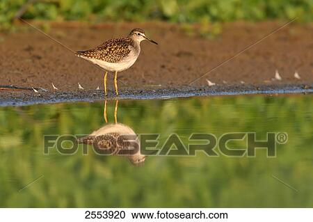 Stock Image - Close-up of Wood Sandpiper (Tringa glareola) standing in water . Fotosearch