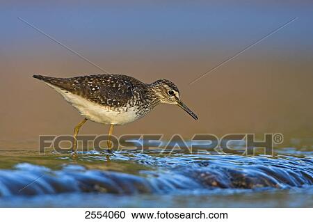 Close-up of Wood Sandpiper (Tringa glareola) walking in water View Large Photo Image Stock Image - Close-up of Wood Sandpiper (Tringa glareola) walking in water . Fotosearch