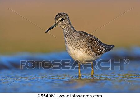 Close-up of Wood Sandpiper (Tringa glareola) standing in water View Large Photo Image Stock Image - Close-up of Wood Sandpiper (Tringa glareola) standing in water . Fotosearch