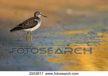 Stock Photo - Close-up of Wood Sandpiper (Tringa glareola) standing at shore . Fotosearch