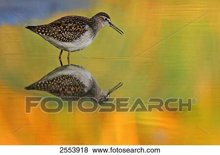 Stock Photo - Close-up of Wood Sandpiper (Tringa glareola) standing in water . Fotosearch