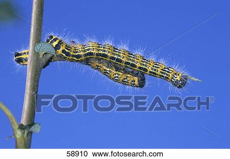 Close-up of yellow caterpillar on branch View Large Photo Image Stock Image - Close-up of yellow caterpillar on branch . Fotosearch