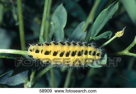 Stock Photo - Close-up of yellow caterpillar on branch . Fotosearch
