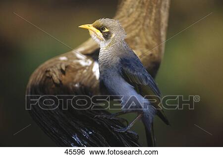 Close-up of Yellow-throated Miner (Manorina flavigula) perching on branch, Australia View Large Photo Image Stock Photograph - Close-up of Yellow-throated Miner (Manorina flavigula) perching on branch, Australia . Fotosearch